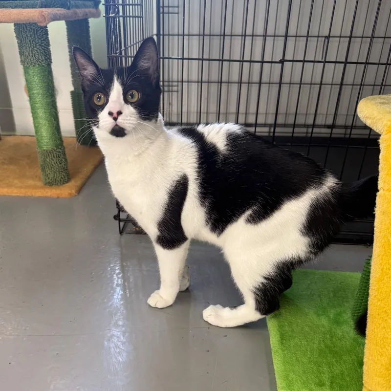 A baby medium-sized male Black Domestic Short Hair cat named Lenny for adoption in Houston, TX