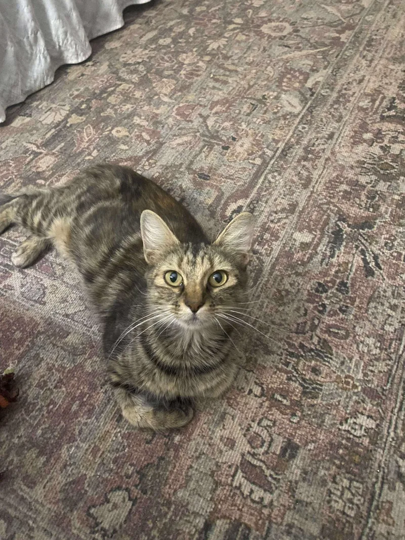 Cass Elliot thumbnail 4