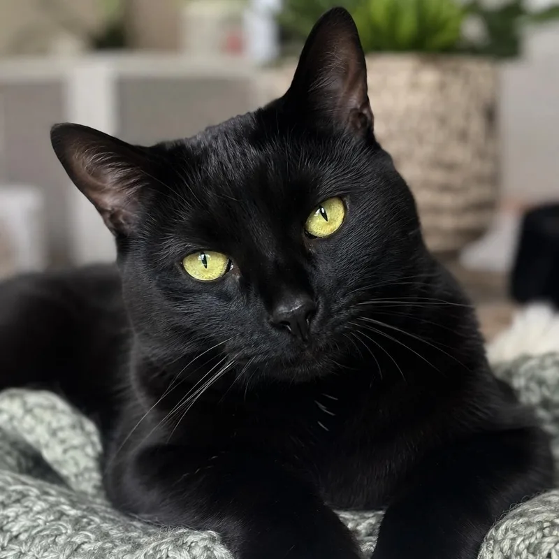 An adult medium-sized male Domestic Short Hair cat named Jett for adoption in GEORGETOWN, SC