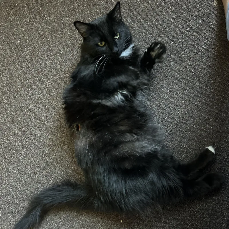 A young medium-sized male Black & White / Tuxedo Domestic Long Hair cat named Hamilton for adoption in Buffalo, NY