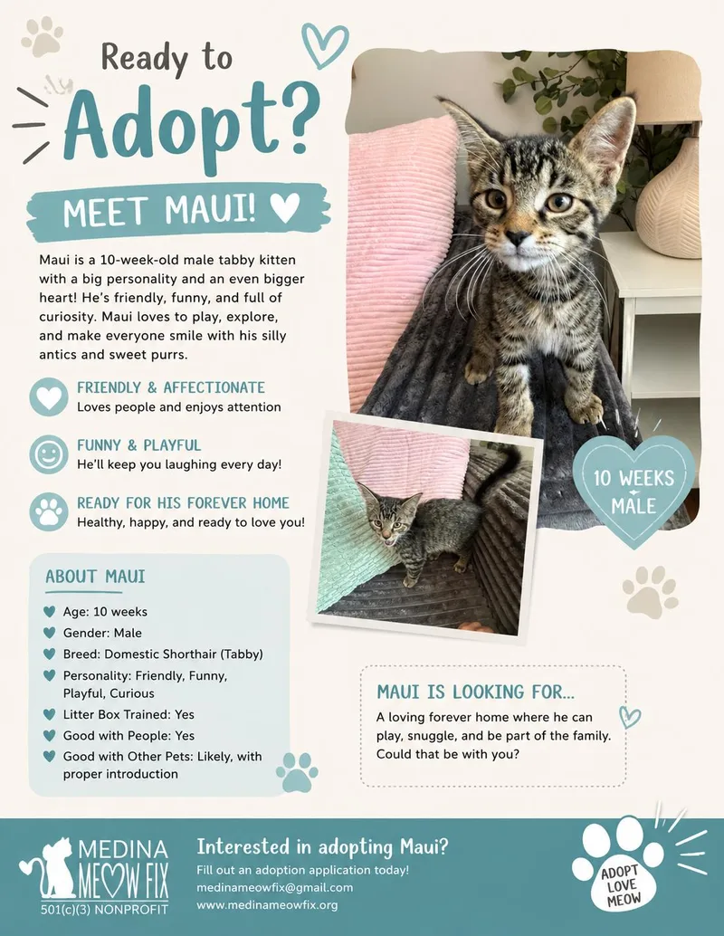 A baby medium-sized male American Shorthair cat named Maui for adoption in Medina, OH