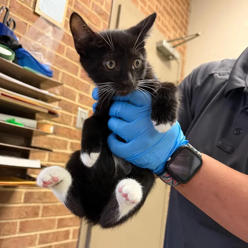 A baby small-sized male Black Domestic Short Hair cat named Ellery for adoption in Birmingham, AL