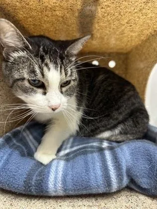 A senior small-sized female Domestic Short Hair cat named Heaven for adoption in Missoula, MT