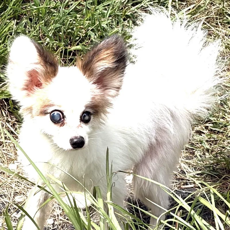 Dakota