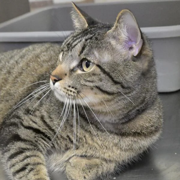 An adult small-sized male Domestic Short Hair cat named Tiger for adoption in Austin, TX