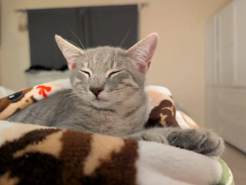 A baby medium-sized male Tabby (Gray / Blue / Silver) Domestic Short Hair cat named Ophelia and Demetrius for adoption in Melbourne, FL