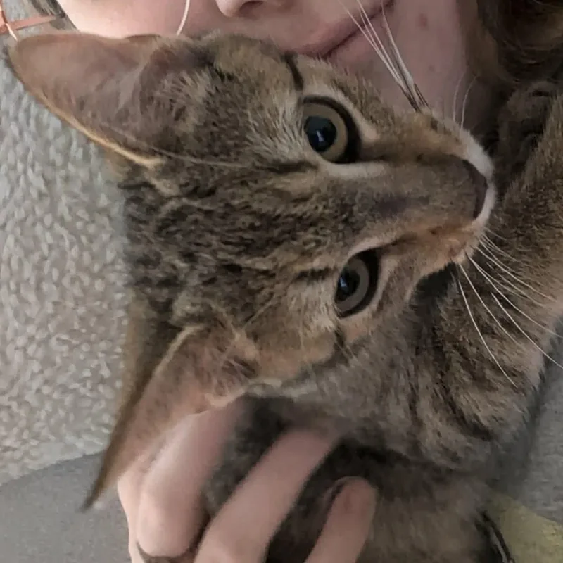 Ophelia and Demetrius thumbnail 3