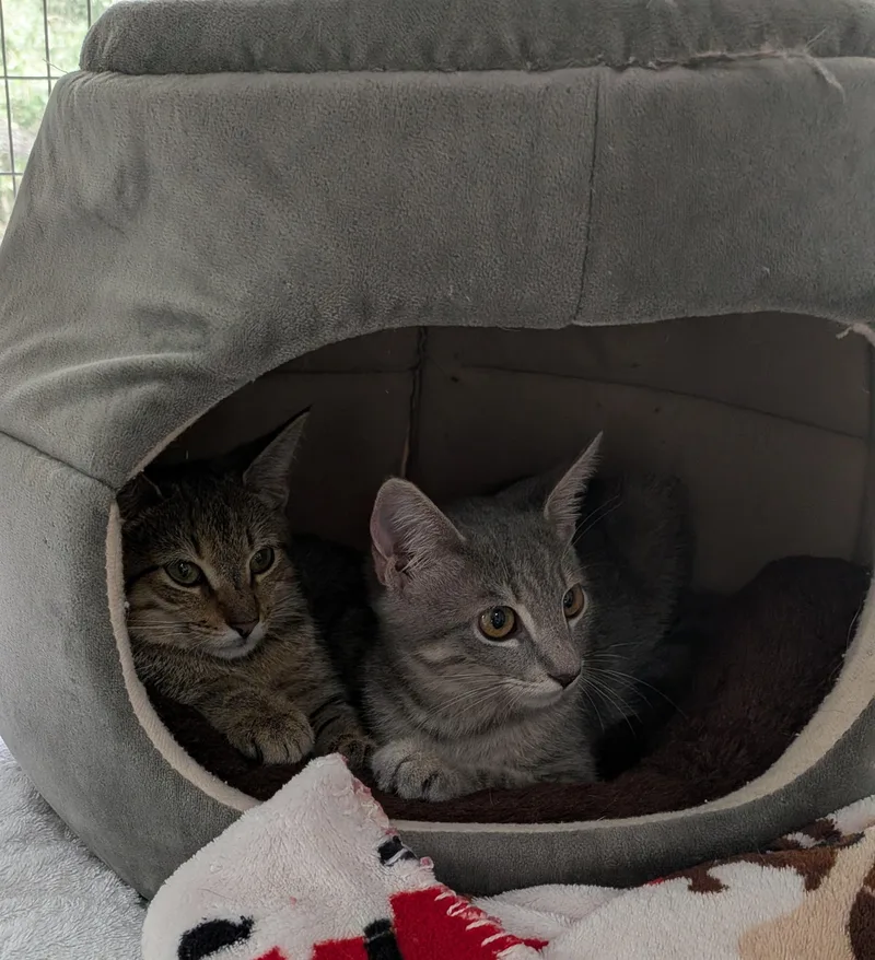 Ophelia and Demetrius thumbnail 4