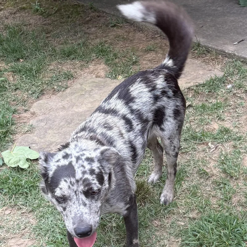 An adult medium-sized female Merle (Blue) Australian Cattle Dog / Blue Heeler dog named Star for adoption in Heber Springs, AR