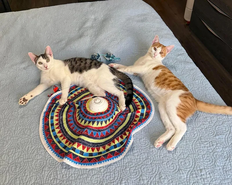 A baby medium-sized male Domestic Short Hair cat named Coone & Swiper for adoption in Brooklyn, NY