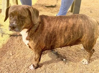 An adult medium-sized female Brindle Mixed Breed dog named Potato for adoption in Georgetown, TX