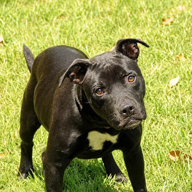 A young medium-sized female Black Pit Bull Terrier dog named Donna for adoption in Pine Bluff, AR