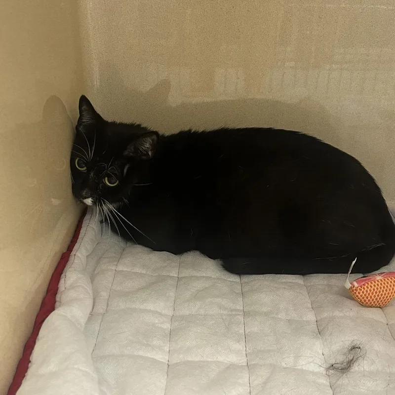 A senior medium-sized female Domestic Short Hair cat named Trolley for adoption in Binghamton, NY