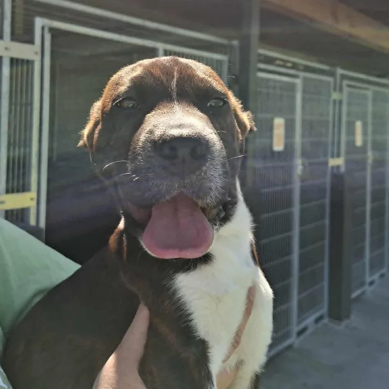 A baby small-sized male Brindle Hound dog named Steve for adoption in Hannibal, MO