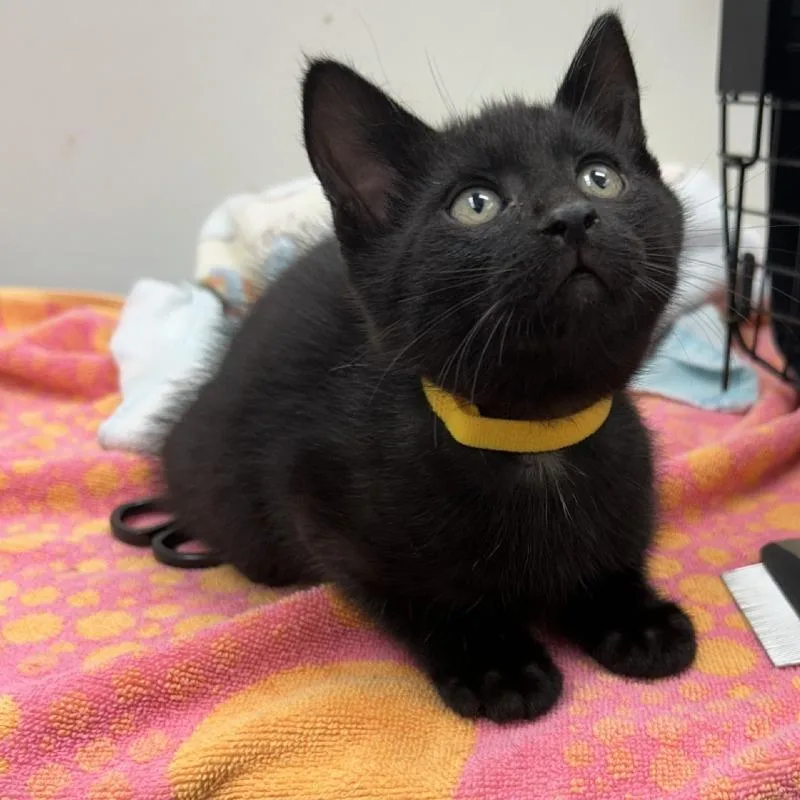 A baby small-sized male Black Domestic Short Hair cat named Jiji for adoption in Oshkosh, WI