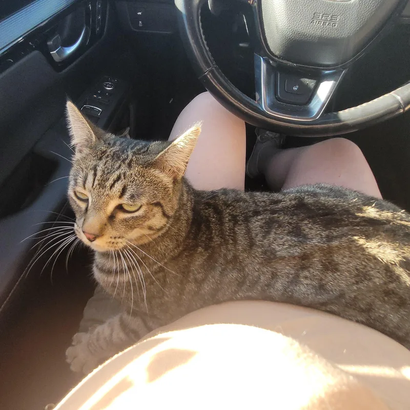 A young large-sized male Tabby (Brown / Chocolate) Domestic Short Hair cat named Tino for adoption in Woodland Hills, CA