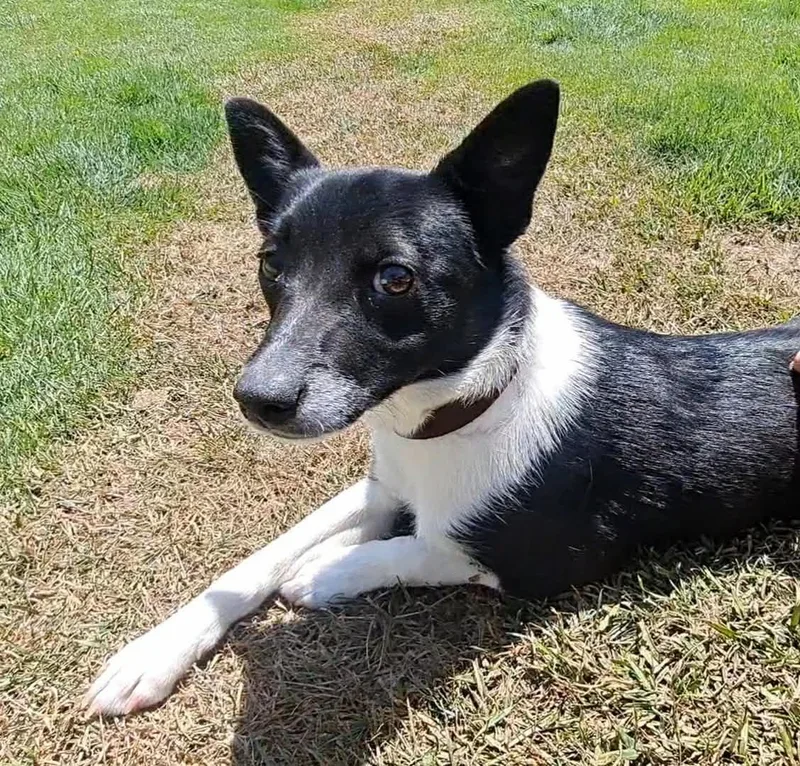 A young small-sized male Black Rat Terrier dog named Archie for adoption in North Olmsted, OH