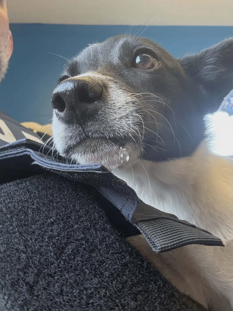 Archie thumbnail 3