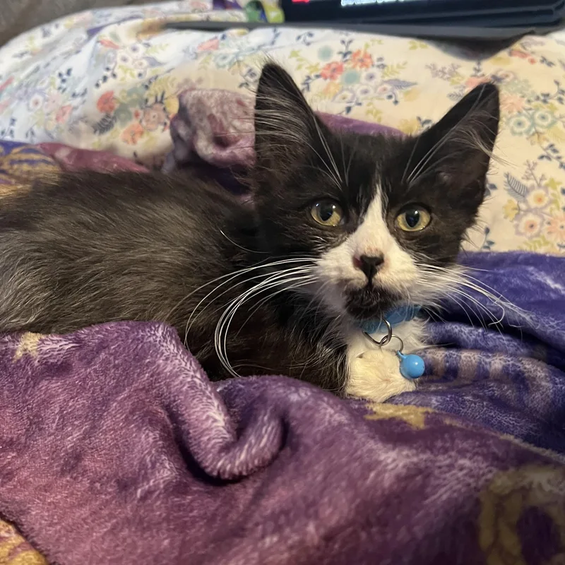 A baby small-sized male Domestic Long Hair cat named Toast for adoption in Manhattan, KS