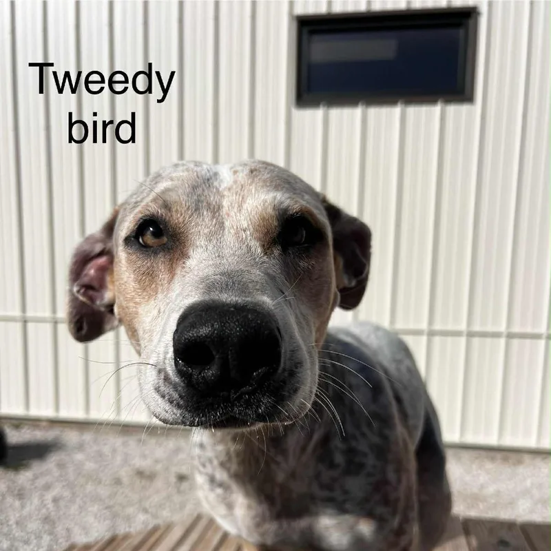 Tweety Bird thumbnail 2