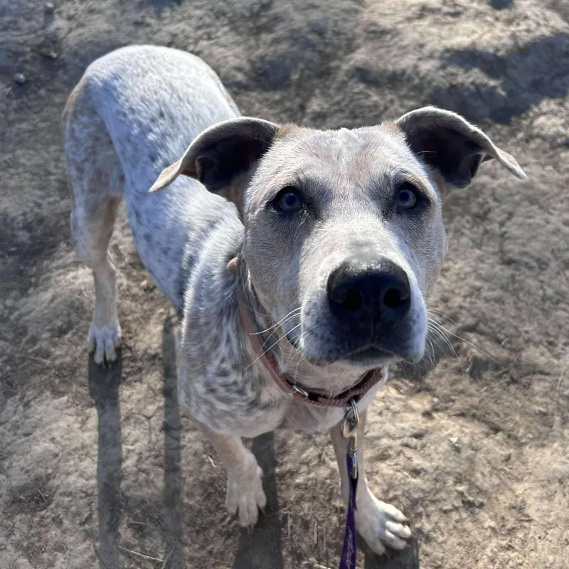 Tweety Bird thumbnail 3