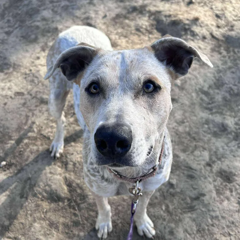 Tweety Bird thumbnail 4