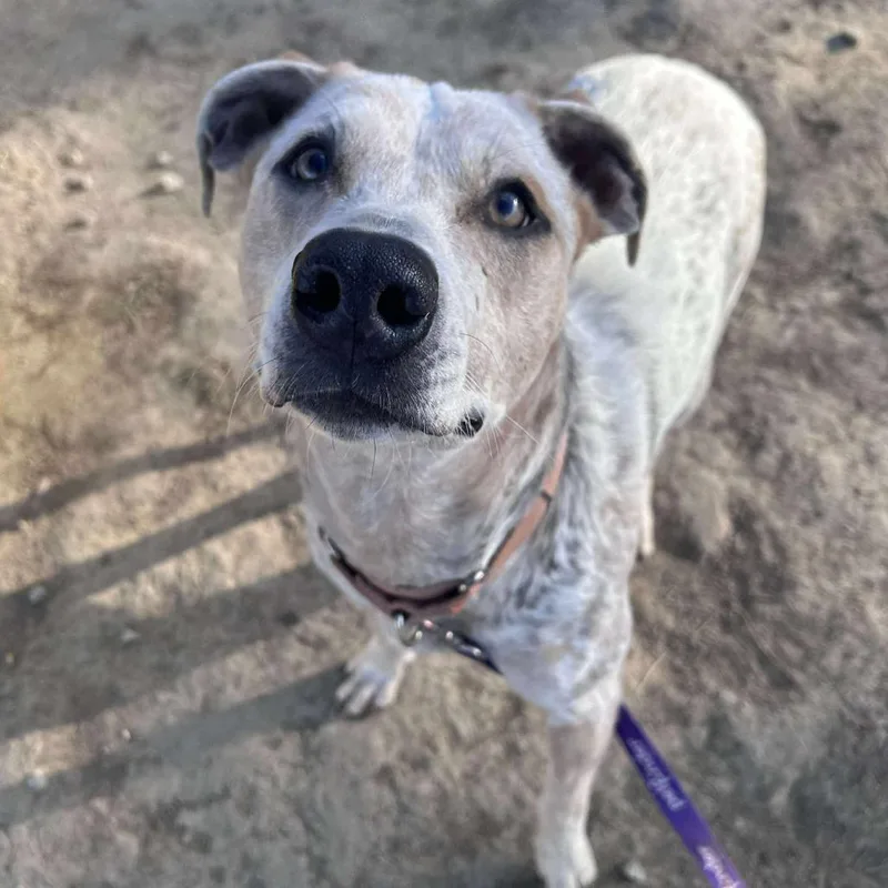 Tweety Bird thumbnail 5