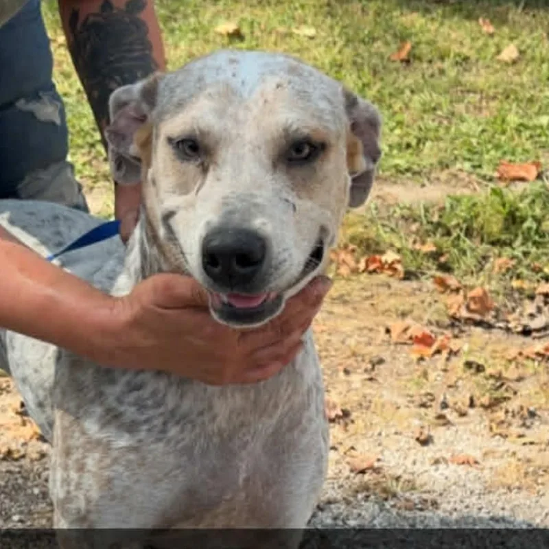 Tweety Bird thumbnail 6