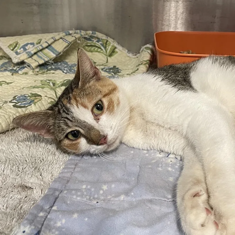 An adult medium-sized female Calico Domestic Short Hair cat named Penny for adoption in Port Charlotte, FL