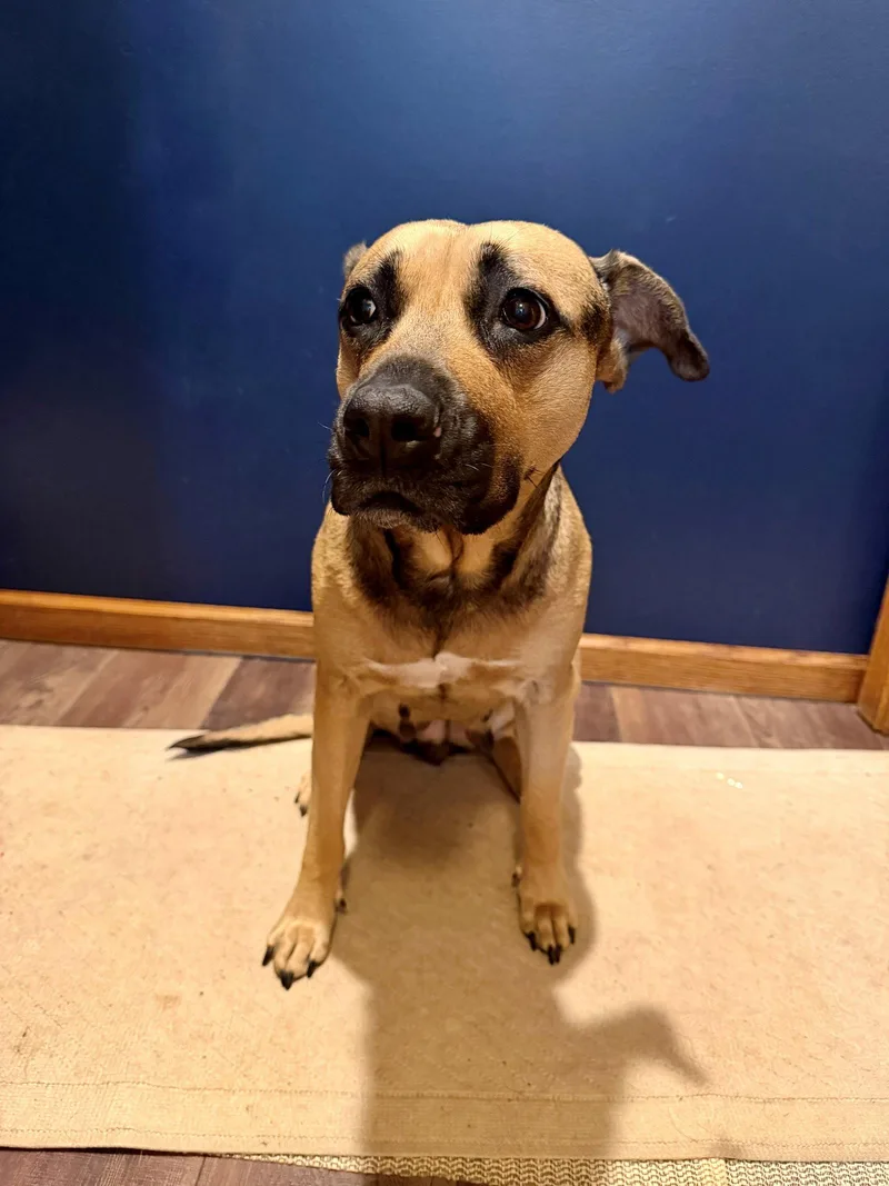 A young large-sized female German Shepherd Dog dog named Ruby CL for adoption in Kansas City, MO