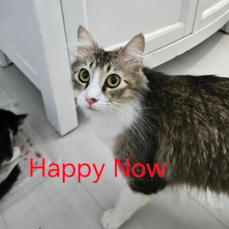 An adult small-sized female Brown / Chocolate Domestic Medium Hair cat named Happy Now for adoption in Westminster, CA