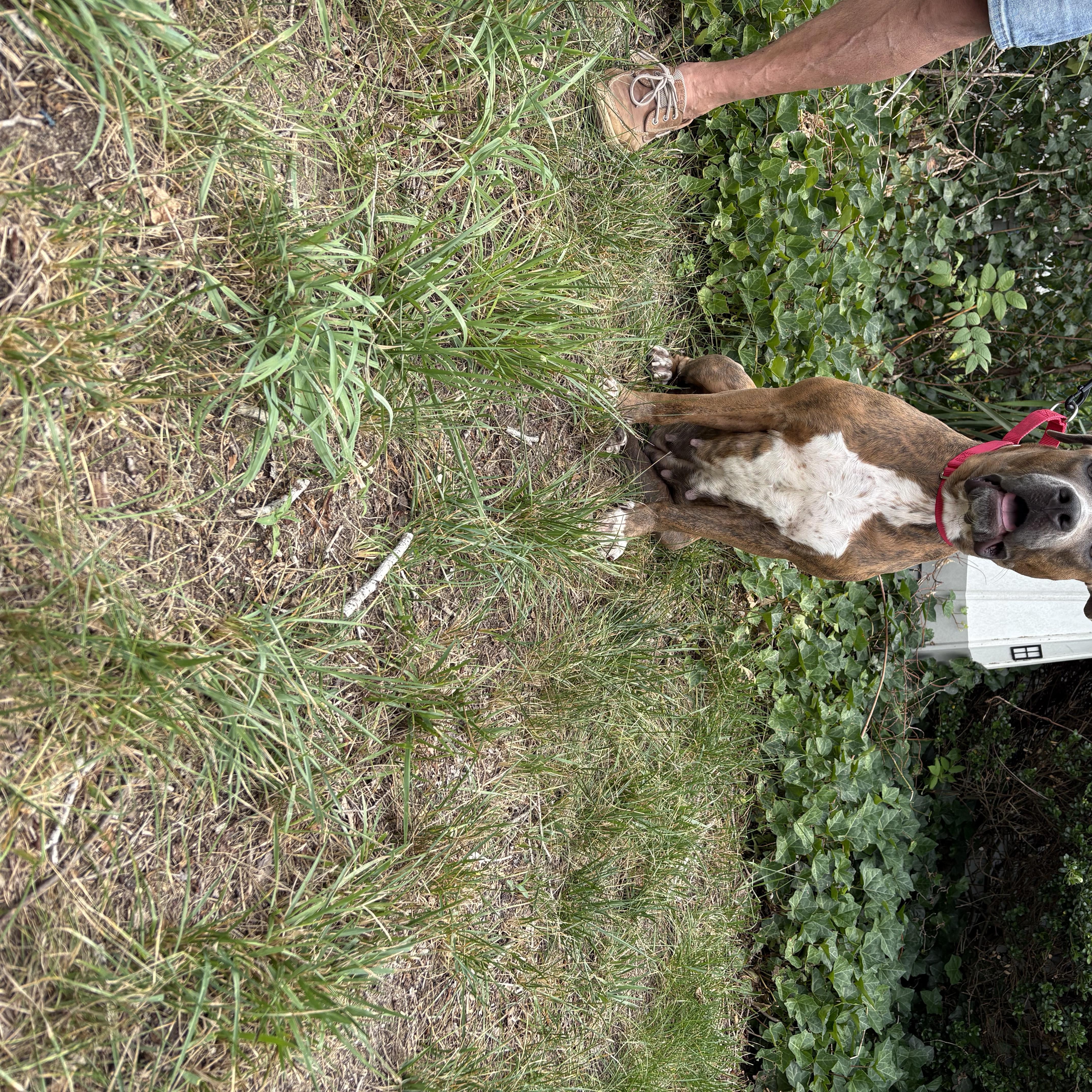 An adult large-sized female Pit Bull Terrier dog named Lucy for adoption in Hamilton, NJ