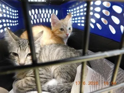 A baby small-sized male Domestic Short Hair cat named Nickle for adoption in North Richland Hills, TX