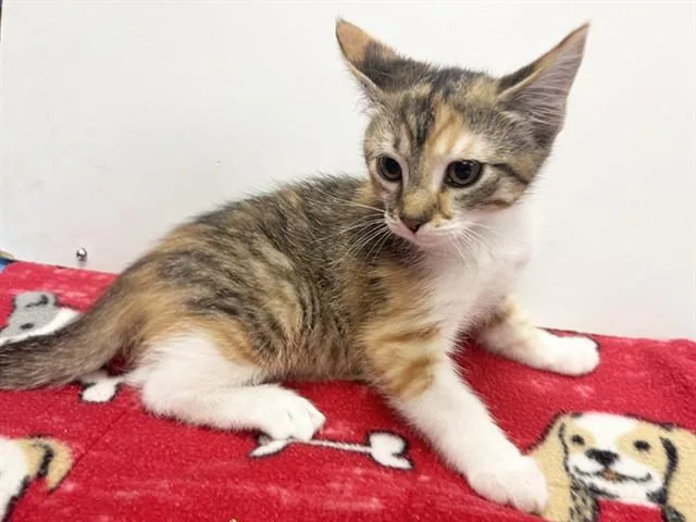 Kitkat