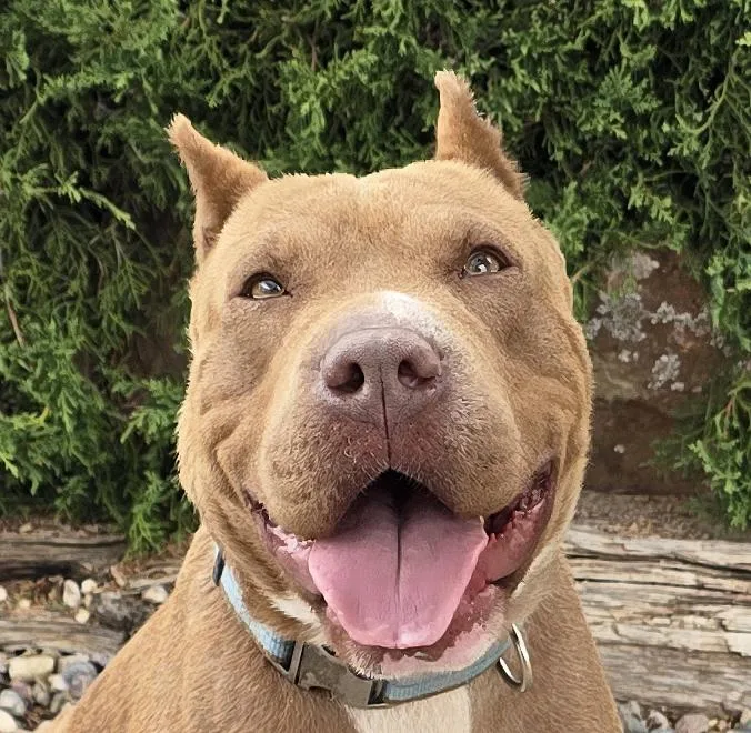 A young medium-sized female Red / Chestnut / Orange American Bully dog named Charming Ms Chiara ~ for adoption in Albuquerque, NM