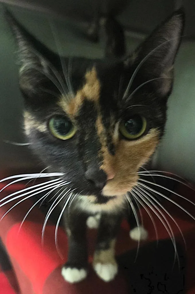 A young small-sized female Domestic Short Hair cat named Marlowe for adoption in Olean, NY