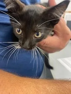 A baby small-sized male Domestic Short Hair cat named Bam for adoption in Saint Cloud, FL