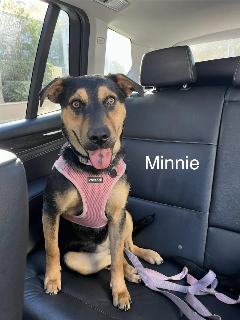 Minnie thumbnail 6