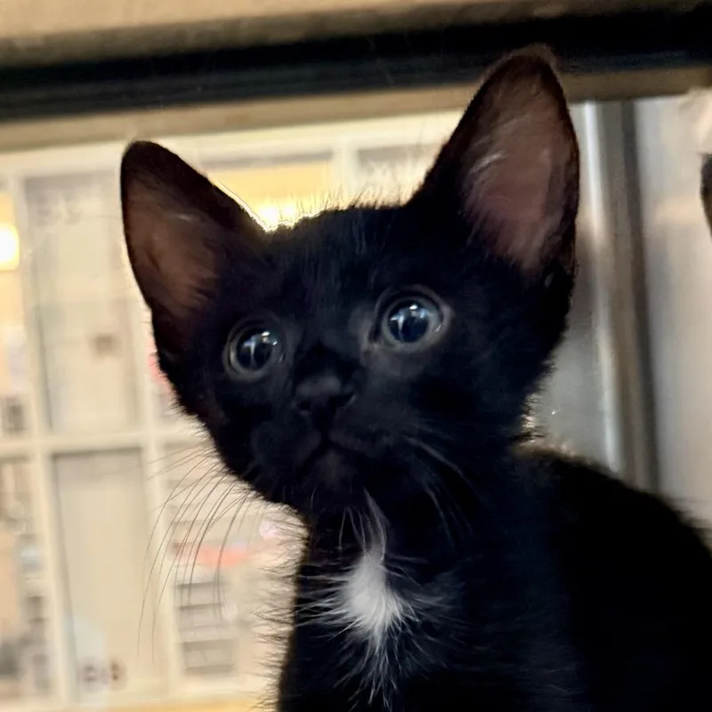 A baby small-sized male Black Domestic Short Hair cat named Bun for adoption in Palm Springs, CA