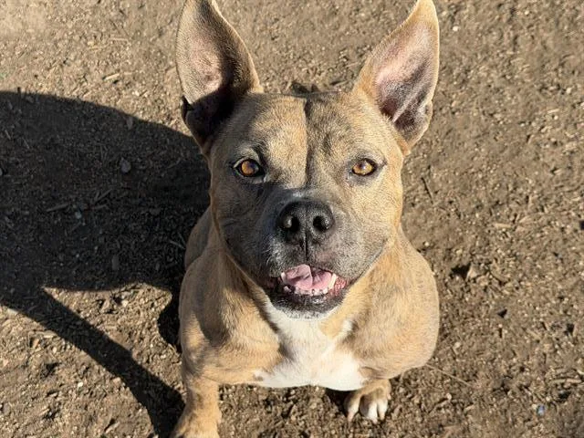 An adult large-sized male Pit Bull Terrier dog named Baraboo for adoption in Tustin, CA