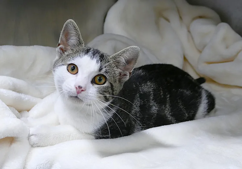 A baby medium-sized male Tabby (Tiger Striped) Domestic Short Hair cat named Adonis for adoption in Beechbottom, WV