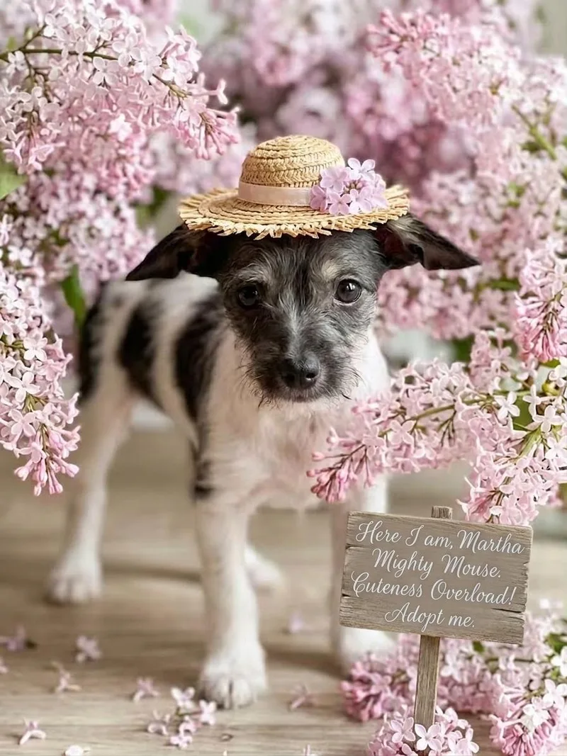 A baby small-sized female West Highland White Terrier / Westie dog named Martha for adoption in Lacey, WA