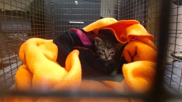 A baby small-sized male Domestic Short Hair cat named Tiny for adoption in Miami, FL