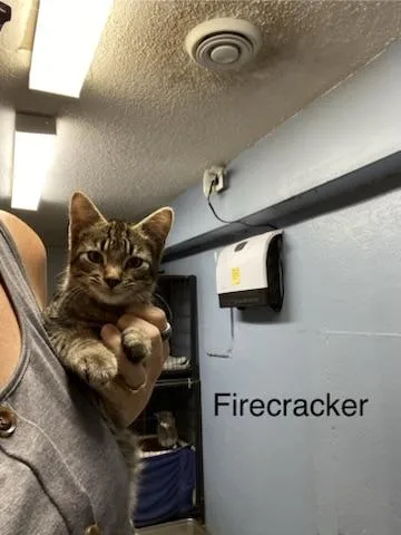 Firecracker thumbnail 4