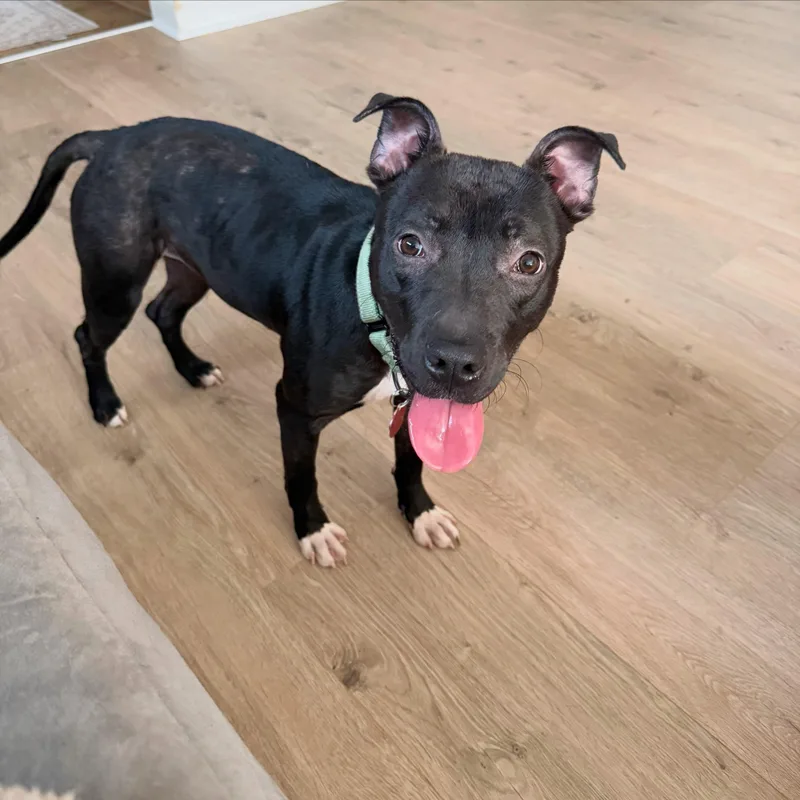 A young medium-sized female Pit Bull Terrier dog named Cleo for adoption in Detroit, MI