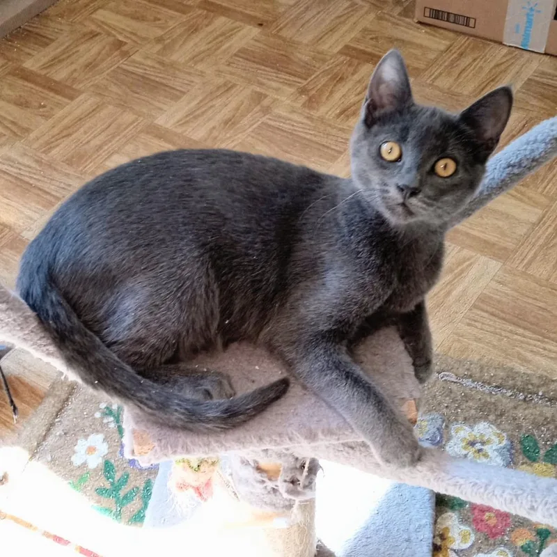 A baby medium-sized female Gray / Blue / Silver Domestic Short Hair cat named Lucy Little for adoption in Coos Bay, OR