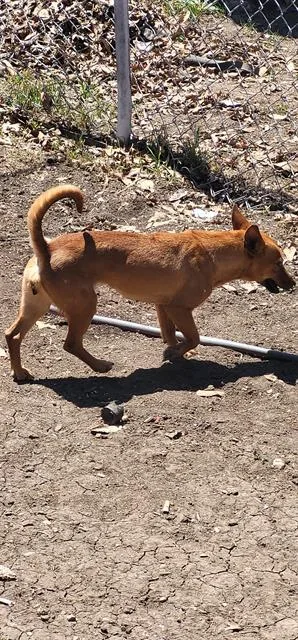 A young small-sized female Chihuahua dog named Mo for adoption in San Antonio, TX