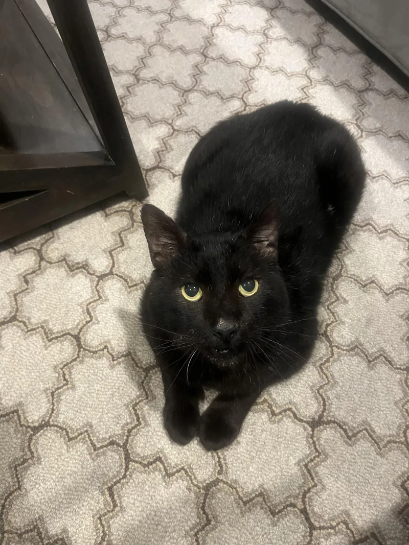 Laurence thumbnail 2