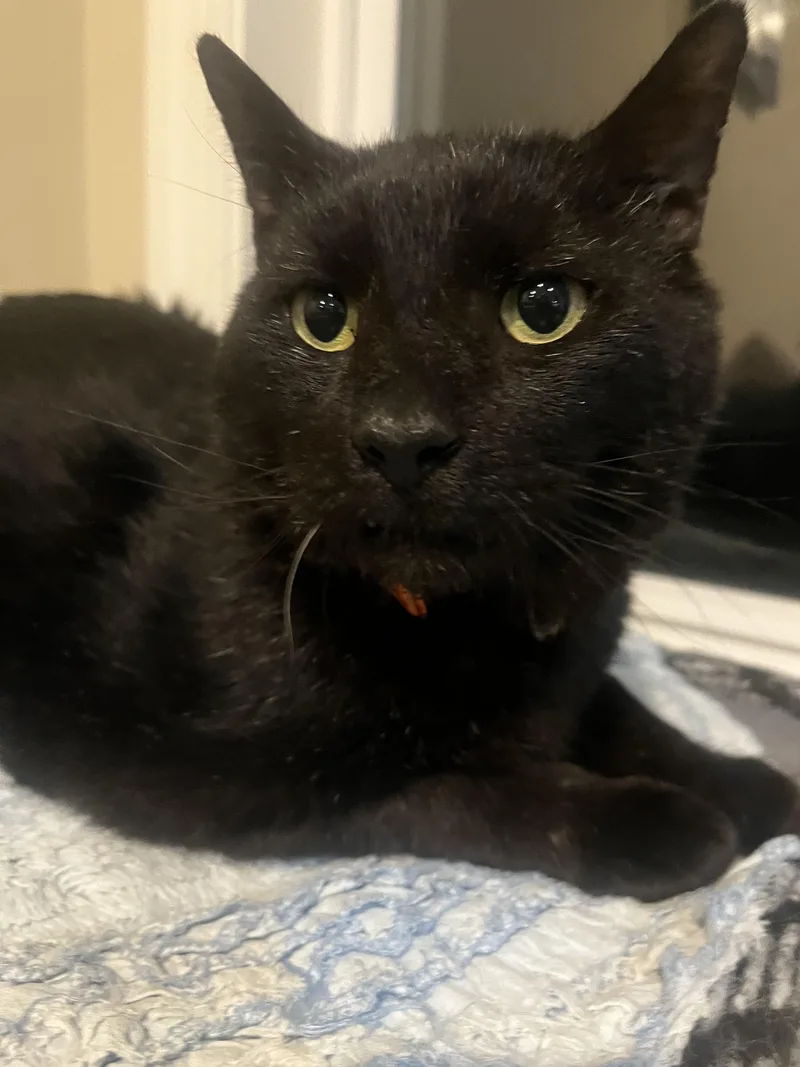 Laurence thumbnail 4