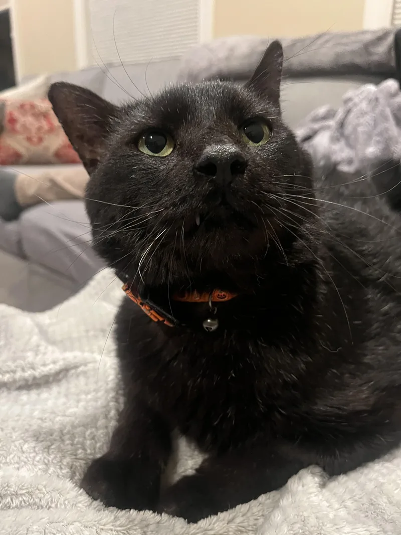 Laurence thumbnail 5